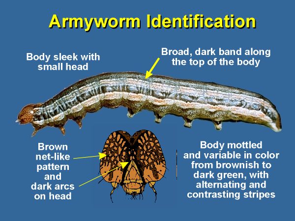 african armyworm