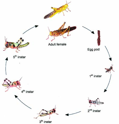 Desert Locust Life Cycle
